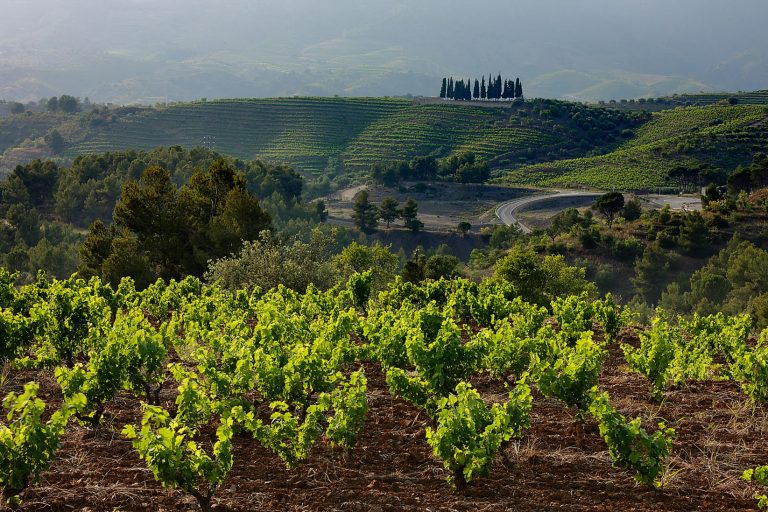 Hier sehen wir mehrere Weinfelder. Ganz vorne auf dem Weinfeld sehen wir wie neue Reben sprießen. Zwischen den einzelnen Weinfeldern sehen wir vereinzelt Bäume.